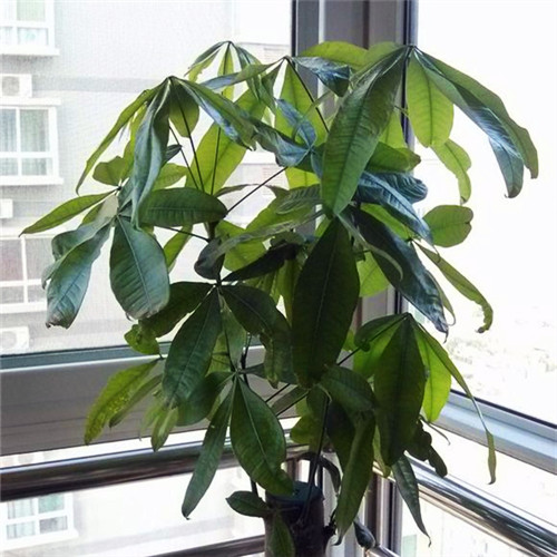 死了的发财树怎么养才能活,快枯萎的发财树怎么样能养好