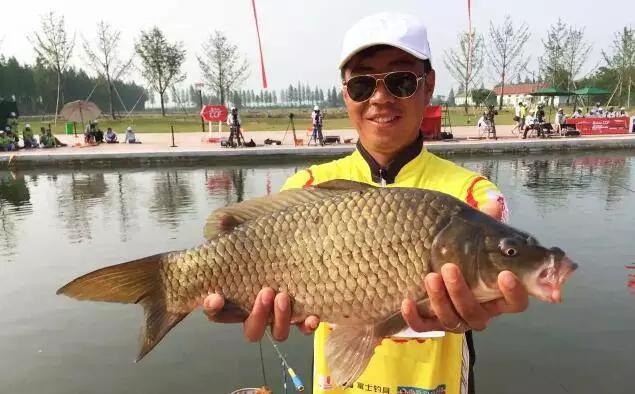 鲫鱼品种和肉质,鲫鱼品种和习性