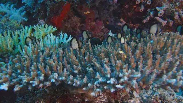 美娜多潜水在什么地方,潜水美娜多取景地