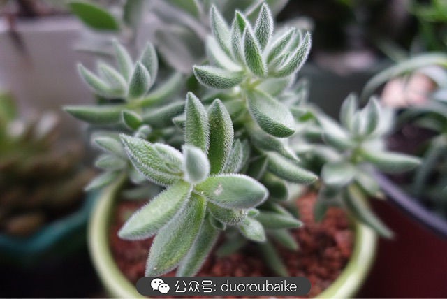 爱生活爱养花花卉绿植养护小知识,爱生活爱养花多肉植物养护小技巧