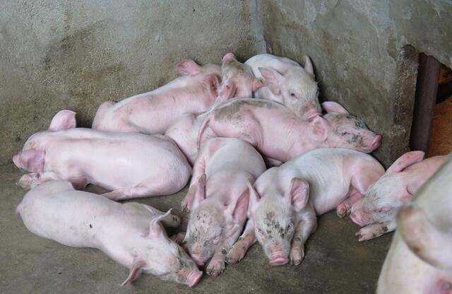 公猪与母猪怎样才算不是近亲,公猪和母猪直接育种