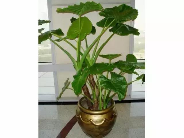 年宵花的危害,毒花观赏植物