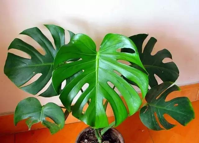 年宵花的危害,毒花观赏植物