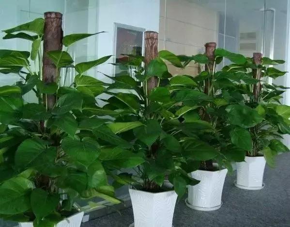 年宵花的危害,毒花观赏植物