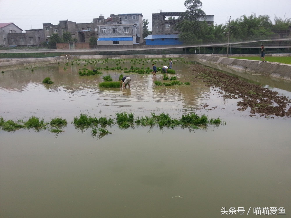 稻田套养黄鳝泥鳅技术,乌海稻田泥鳅养殖技术