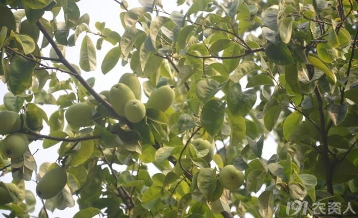 平常吃的是木瓜还是番木瓜,番木瓜和木瓜的味道一样吗