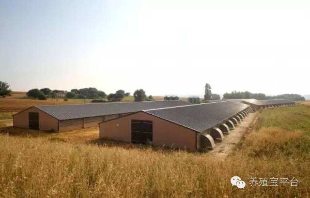 爱佳集团杨经理,杨文斌的养殖场