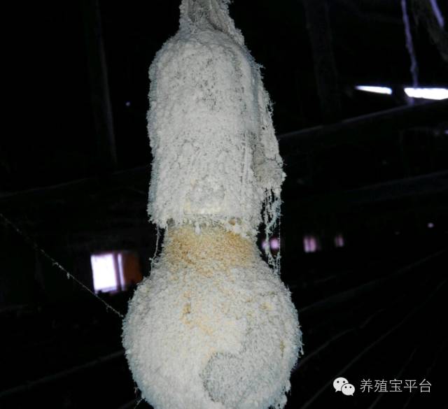 爱佳集团杨经理,杨文斌的养殖场