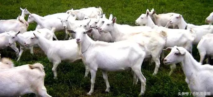 合肥烤全羊哪家最正宗,合肥杨正宗烤全羊总店