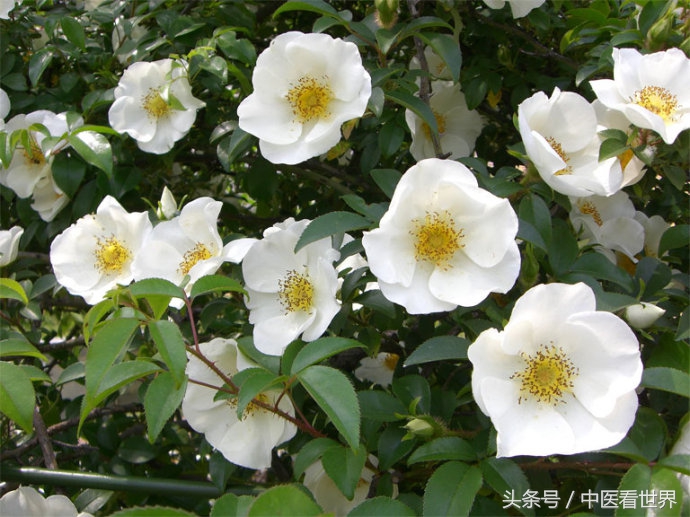 生吃糖罐子有什么功效,糖罐子有降糖功能吗