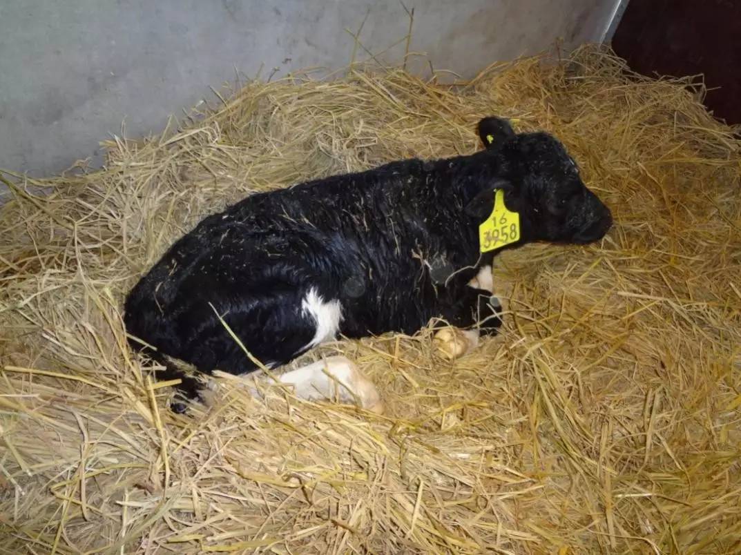 用心的犊牛管理者CRI国际兽医学博士——大卫L·布朗