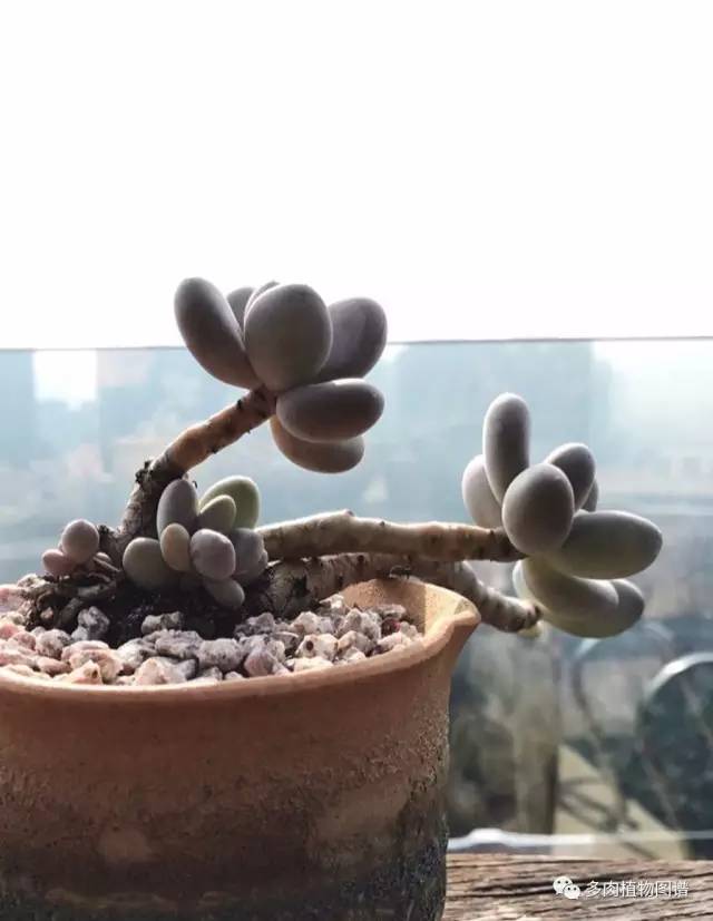 桃美人可以露养吗,桃美人可以完全泡水里养吗