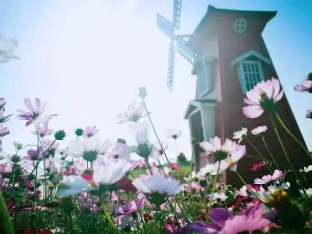 南宁格桑花,助力赢门票