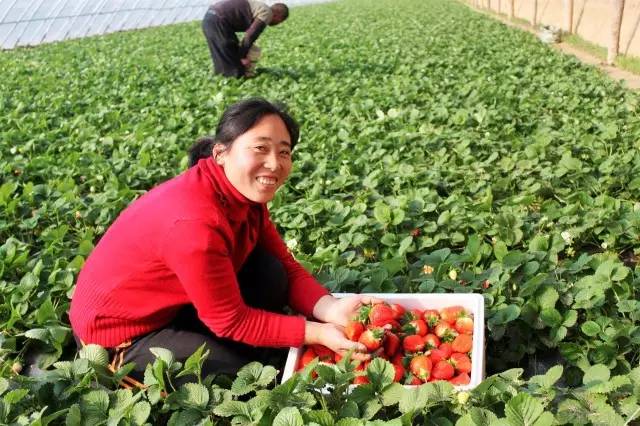 草莓采摘的地方有哪些,成都采草莓哪个地方最好