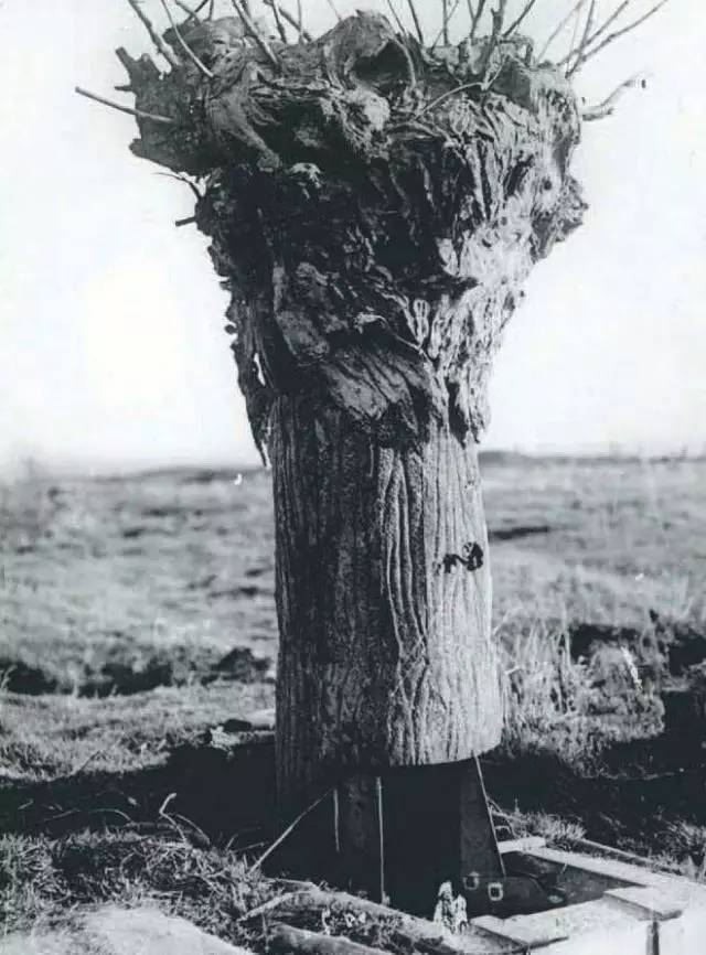 迷之伪装：穿迷彩能不能隐形？｜致知