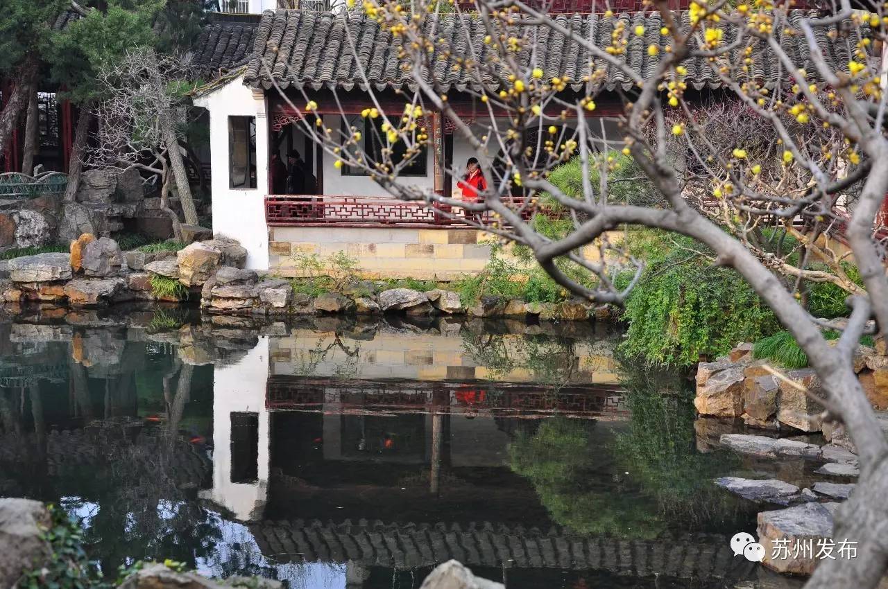 网师园里访腊梅：香密染成宫样黄……