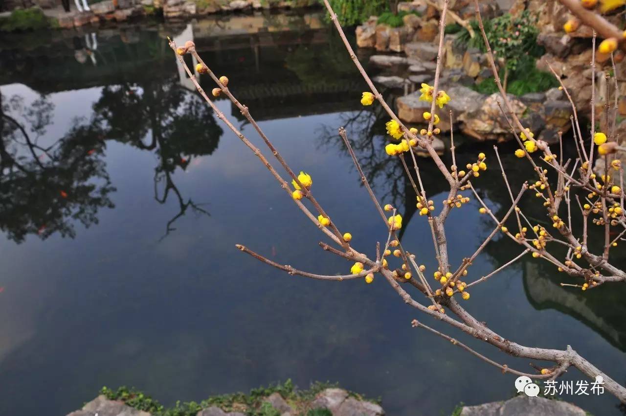 网师园里访腊梅：香密染成宫样黄……