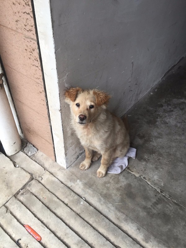 怕了24年的狗狗,却遇见了改变她一生的狗狗