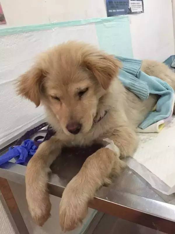 怕了24年的狗狗,却遇见了改变她一生的狗狗