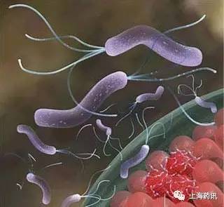 幽门螺杆菌会引起胃病反复吗,胃病得了幽门螺杆菌能彻底解决吗