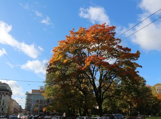 伏特加与玫瑰花——2016年9月莫斯科，圣彼得堡，金环（一）