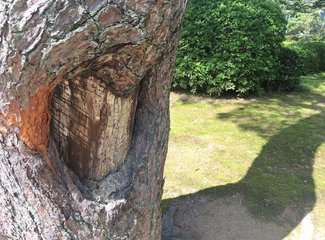 盛世公主号邮轮五日行程安排,千禧号豪华游轮图片