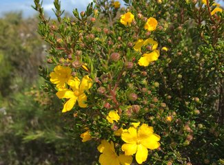 西澳珊瑚海岸3700公里自驾：卡尔巴里-猴子米娅-珊瑚湾-宁加洛珊瑚礁！