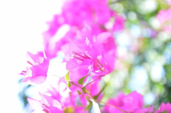 难忘蜜月结局,苏梅岛蜜月旅行