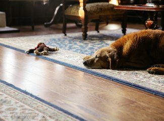 费尔班克斯极光旅游攻略,费尔班克斯自由行攻略