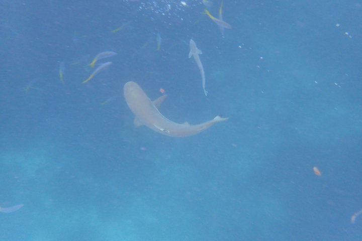 帕劳怎么玩,我来教你怎么玩打野