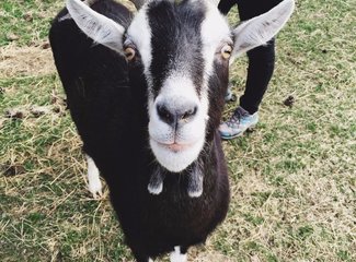 新西兰南岛11天自驾游攻略,新西兰北岛自驾游15天攻略