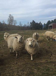 新西兰南岛11天自驾游攻略,新西兰北岛自驾游15天攻略