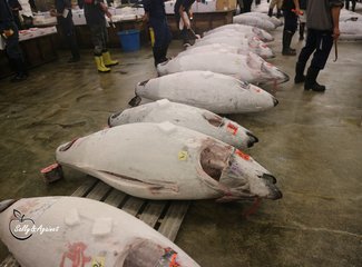 带着24个月小囡十一寸又峡寻密+东京+镰仓伊豆+横渡骏河湾观富士山+附详细交通攻略