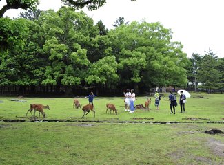 东京京都奈良大阪,东京大阪京都奈良路线