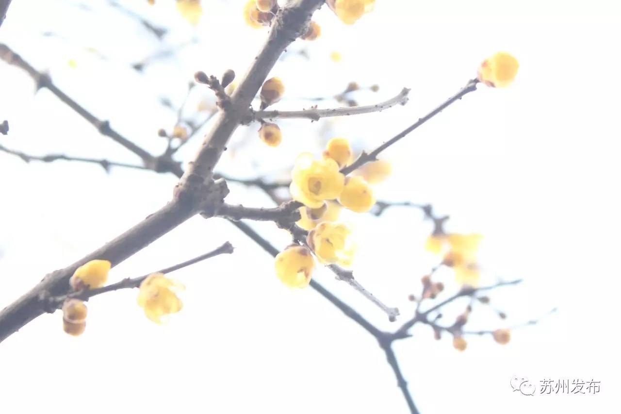 网师园里访腊梅：香密染成宫样黄……