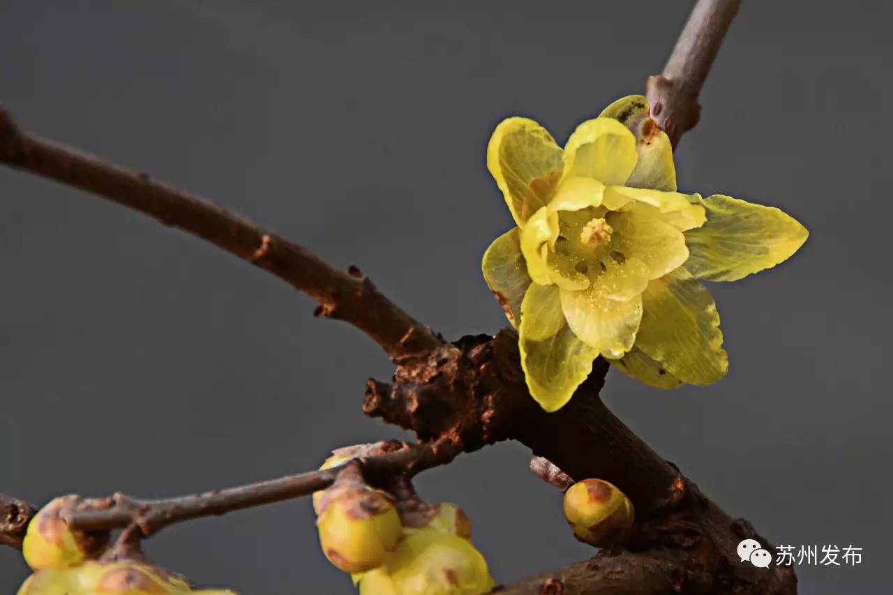 网师园里访腊梅：香密染成宫样黄……