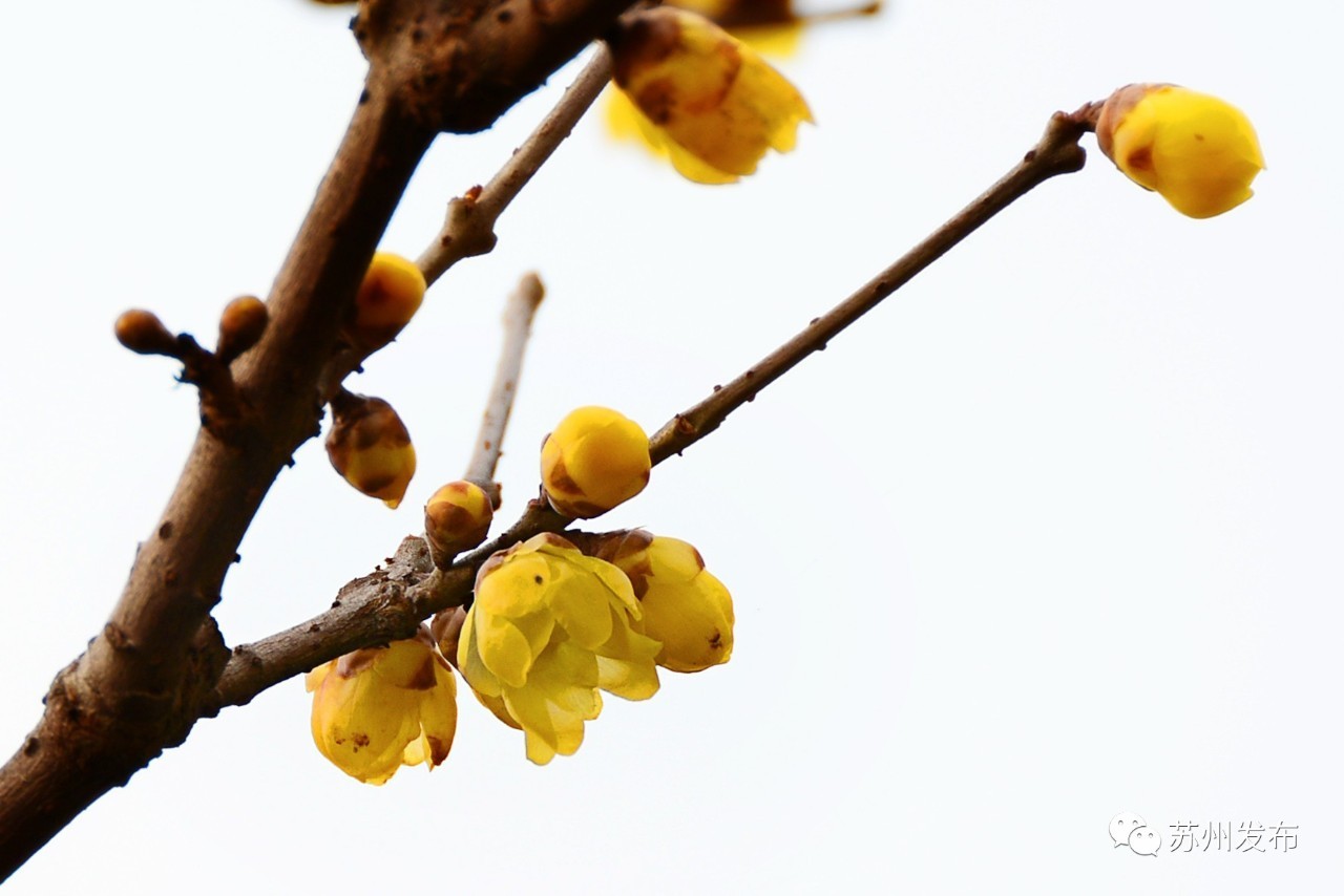 网师园里访腊梅：香密染成宫样黄……