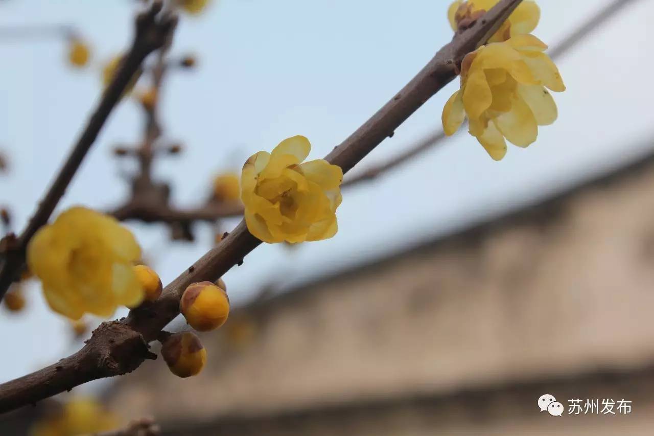网师园里访腊梅：香密染成宫样黄……