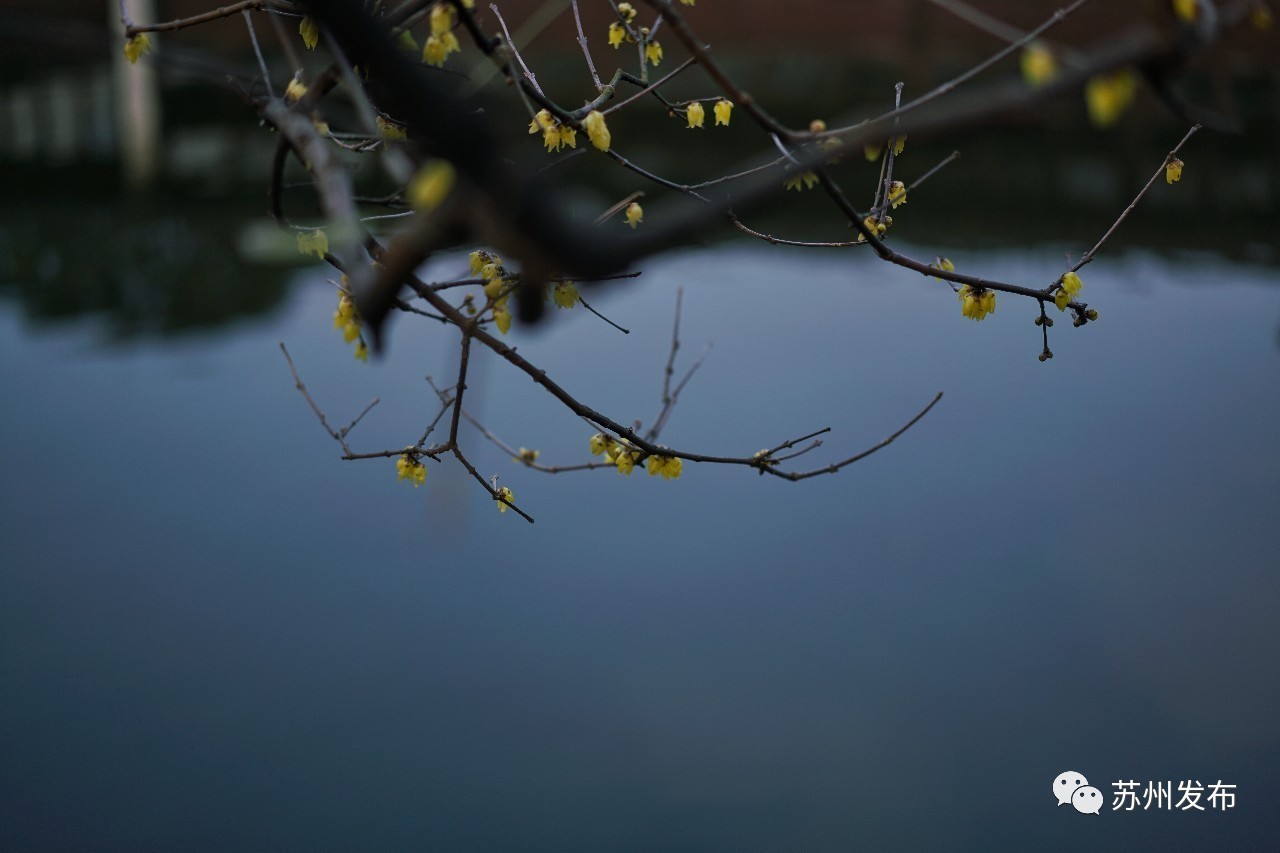 网师园里访腊梅：香密染成宫样黄……