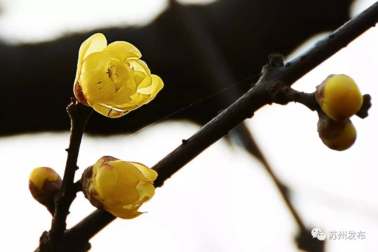 网师园里访腊梅：香密染成宫样黄……