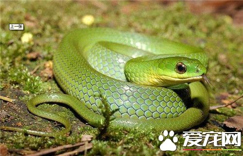 宠物蛇商家推荐宠物蛇实体店,杭州宠物蛇爬虫市场