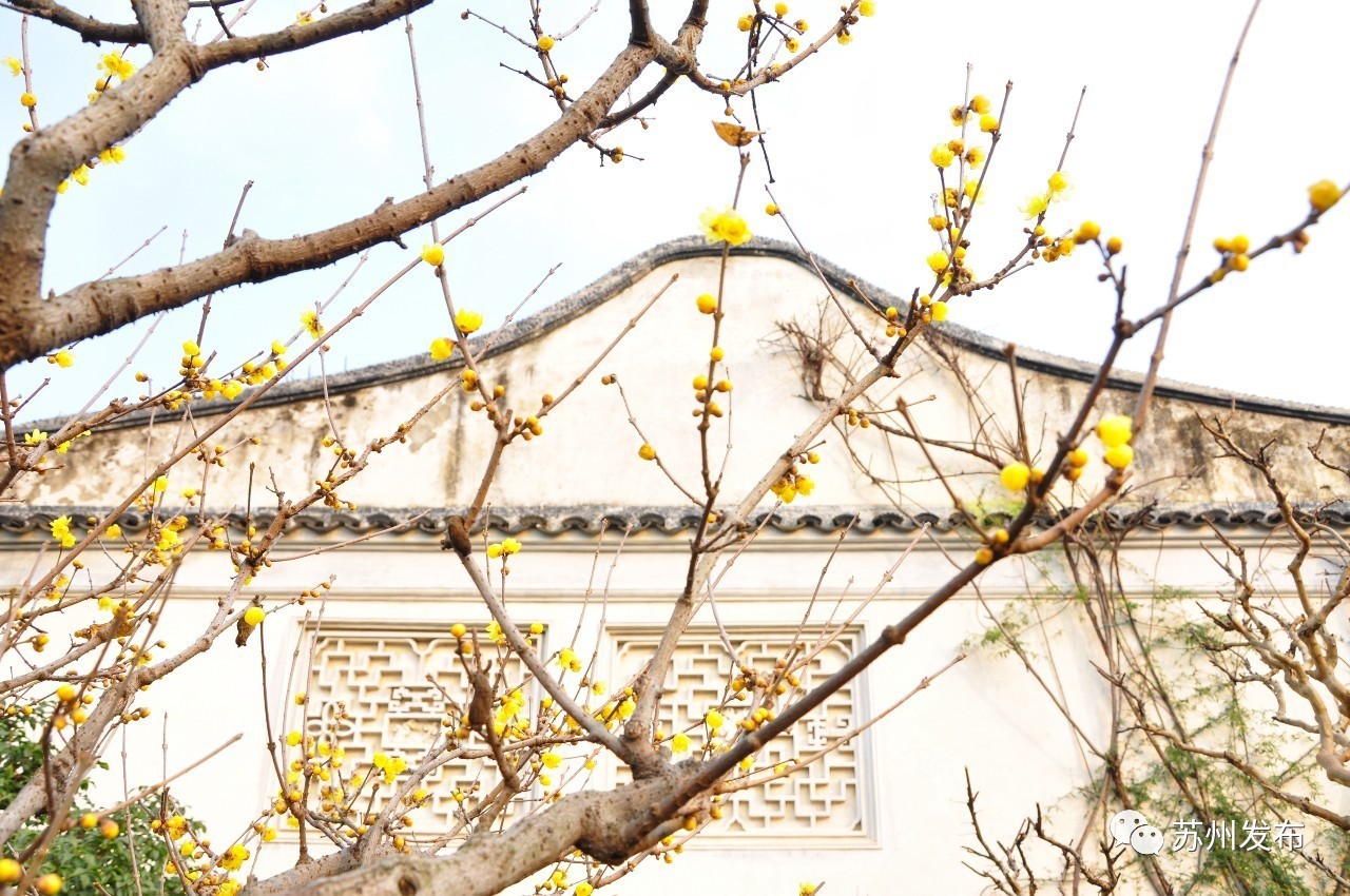 网师园里访腊梅：香密染成宫样黄……