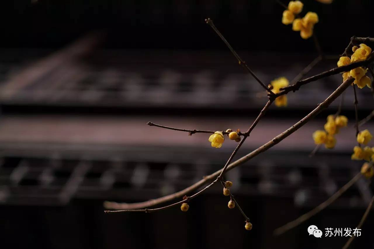 网师园里访腊梅：香密染成宫样黄……