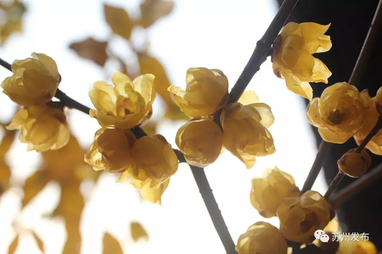 网师园里访腊梅：香密染成宫样黄……