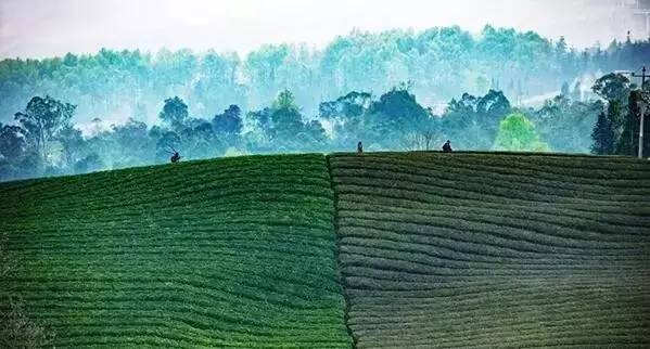 沪昆高铁上海虹桥开往昆明南,沪昆高铁昆明始发车次