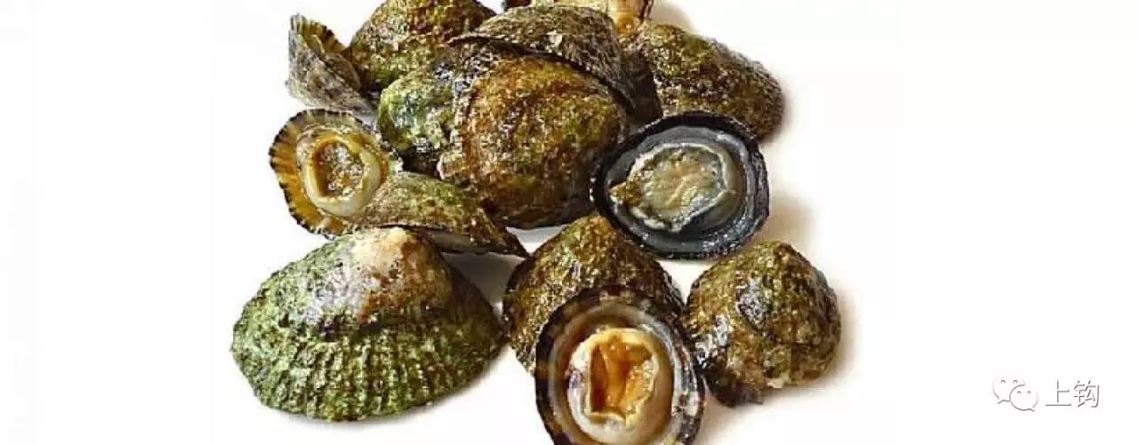 钓钩上饵技巧,上勾下回详细教学
