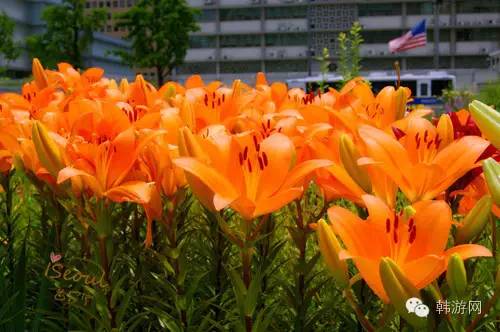 韩国自由行4天,韩国五日游自由行攻略