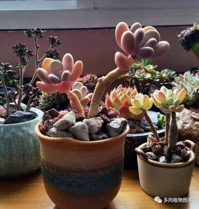 桃美人可以露养吗,桃美人可以完全泡水里养吗