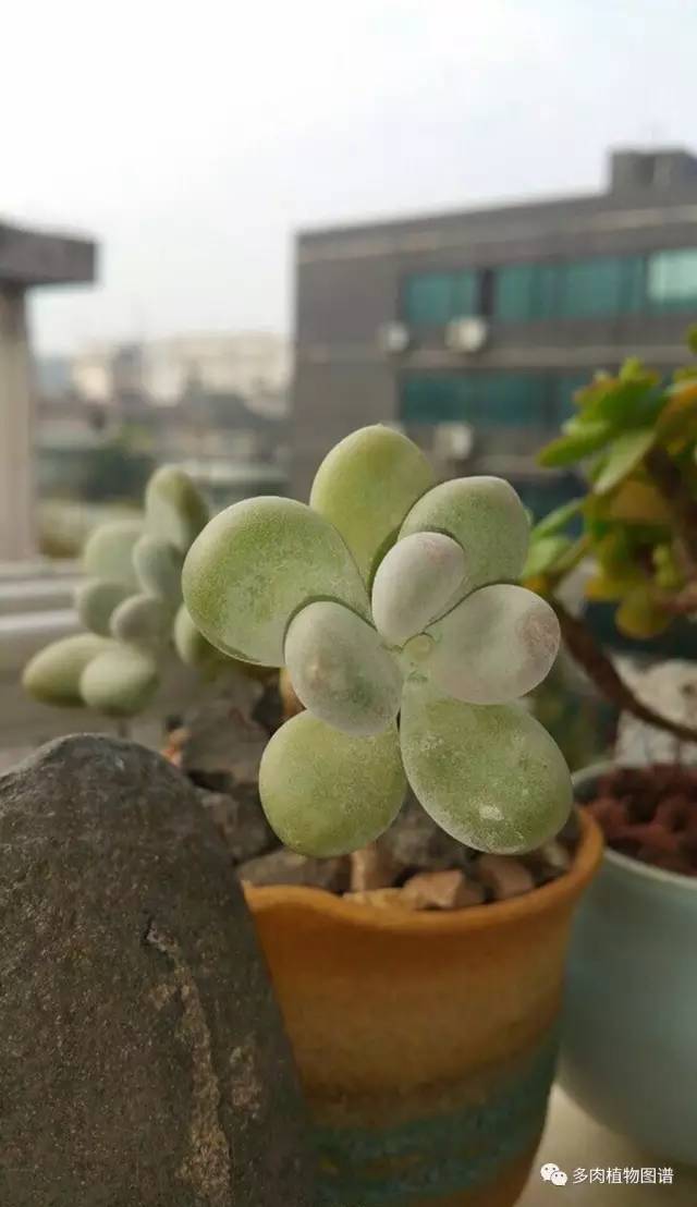 桃美人可以露养吗,桃美人可以完全泡水里养吗