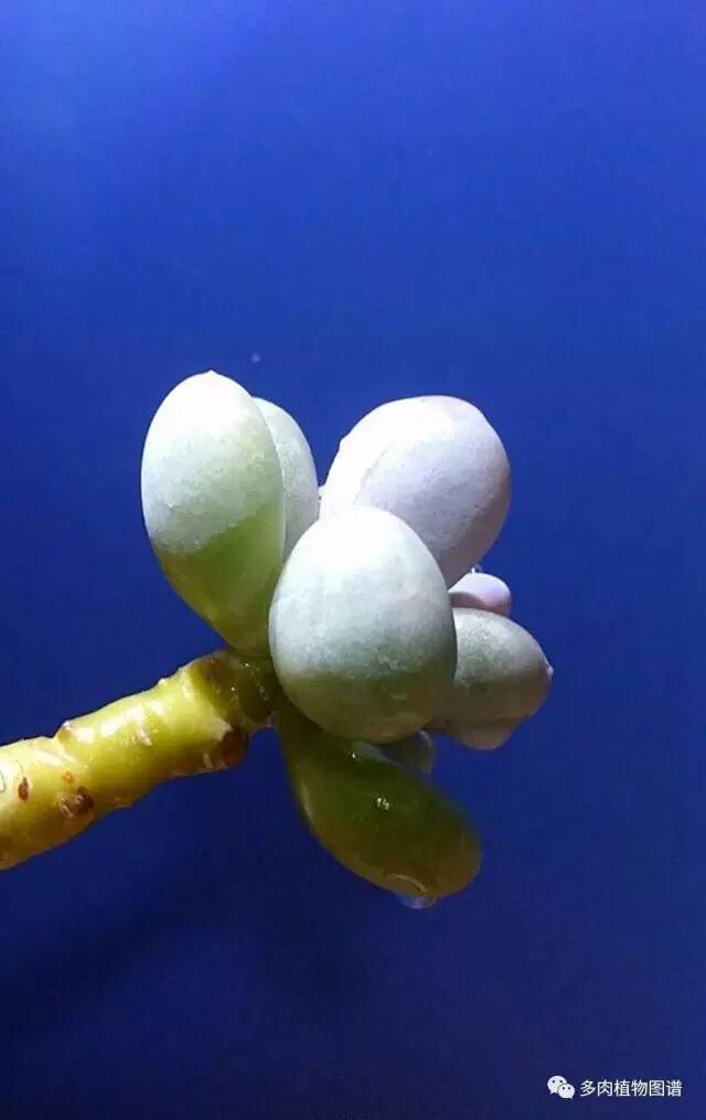 桃美人可以露养吗,桃美人可以完全泡水里养吗